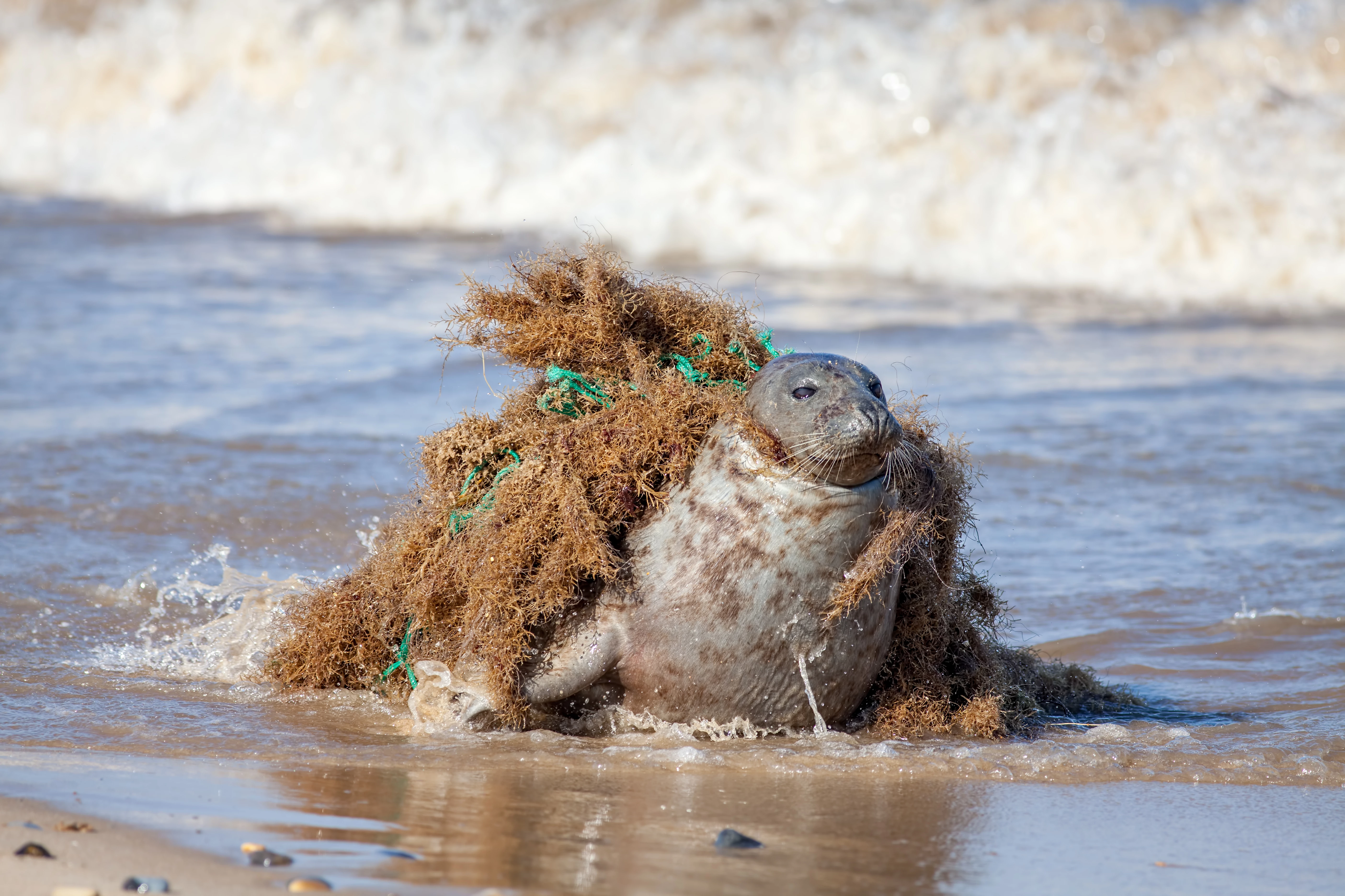 Zeehond verstrikt in een achtergelaten visnet